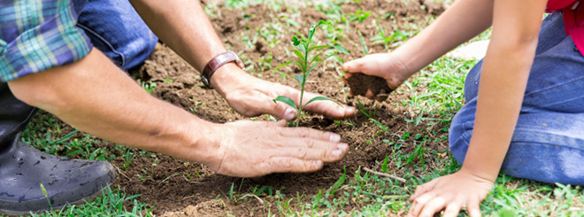 Planting a tree together